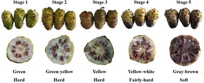 Variation in physicochemical properties and bioactivities of Morinda citrifolia L. (Noni) polysaccharides at different stages of maturity